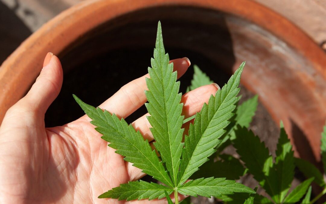 Can Cannabidiol Alleviate Dravet Syndrome