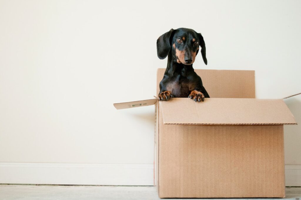 MOVING WITH PETS: TIPS FOR A STRESS-FREE RELOCATION