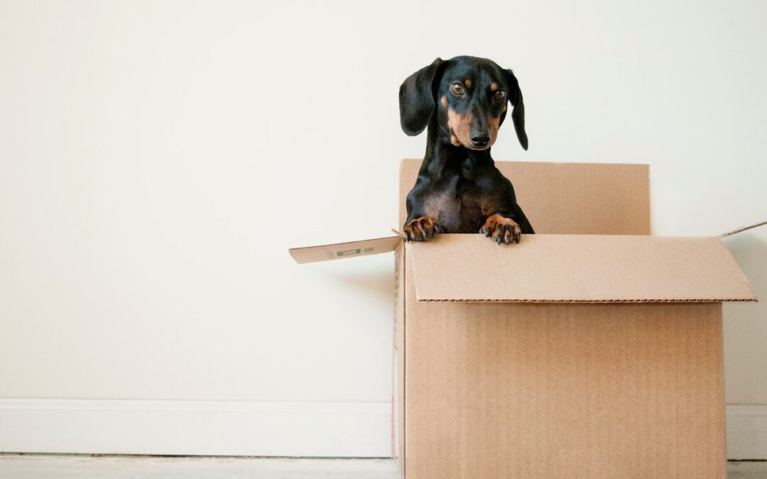 Moving With Pets: Tips for a Stress-Free Relocation