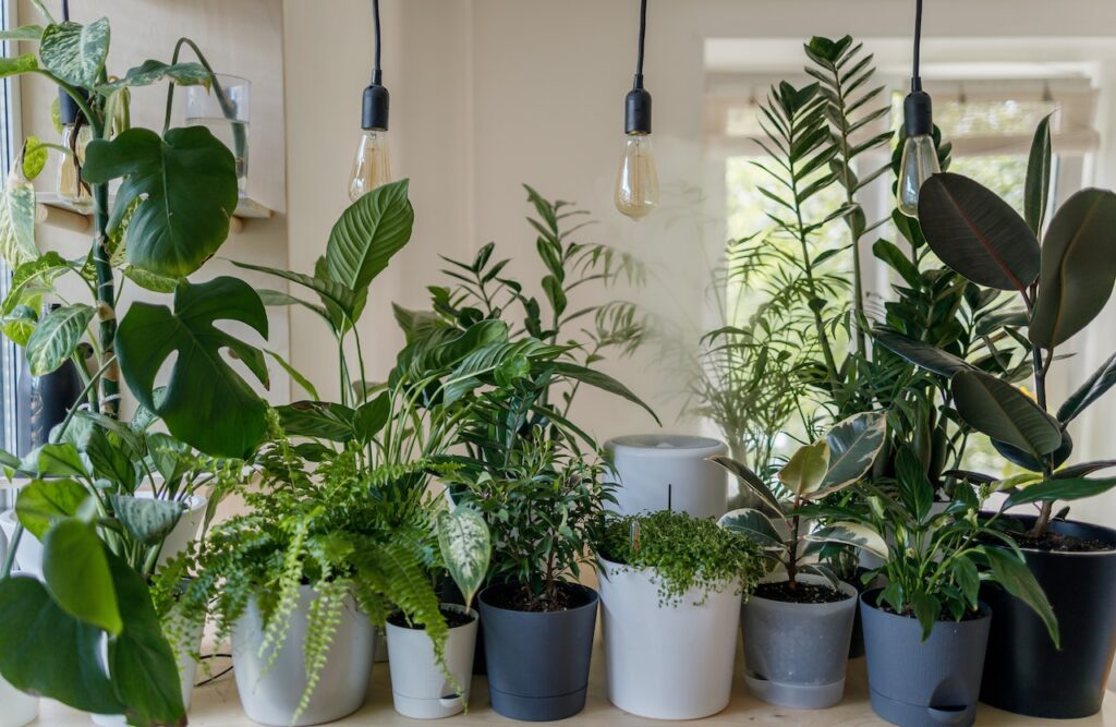 The Simple Plant Care Guide for Busy Caretakers