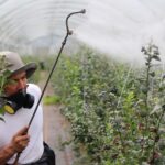 Garden Spraying: What To Know Before Garden Pesticide Use