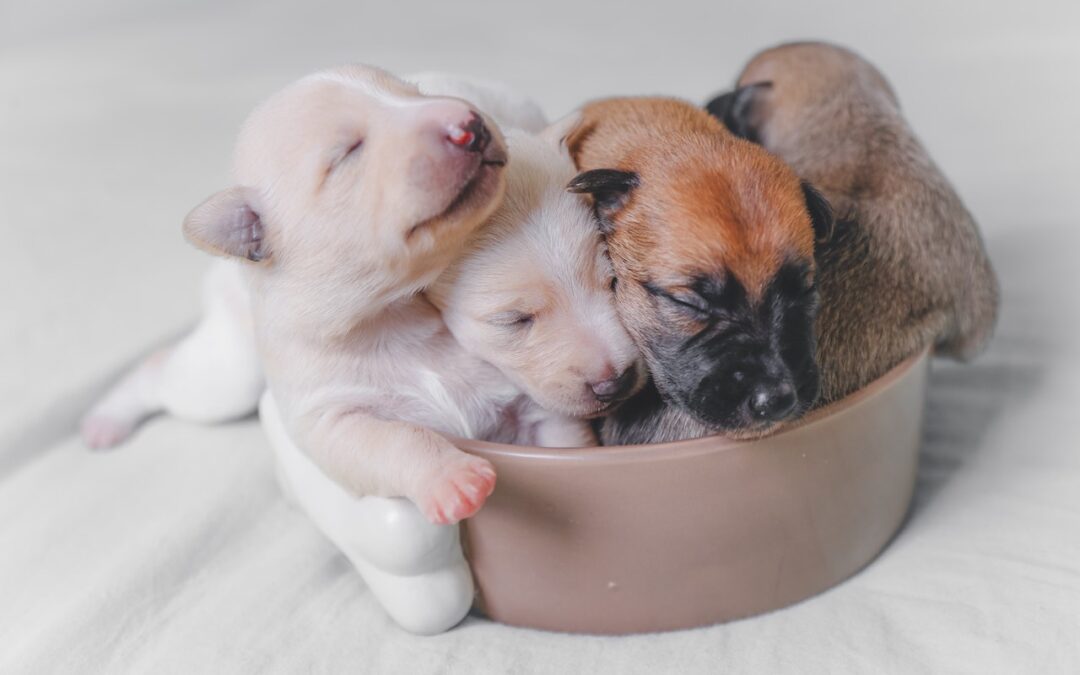 Puppies for Sale – What You Need to Know Before You Buy